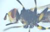 Thecophora cinerascens